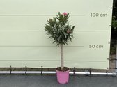 Roze Oleander op stam 80-100 cm