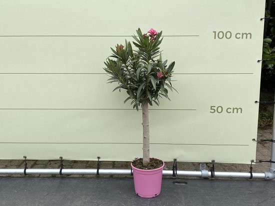 Roze Oleander op stam 80-100 cm