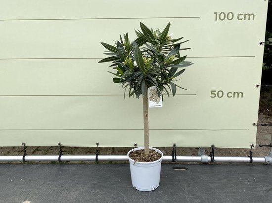 Witte Oleander op stam 80-100 cm