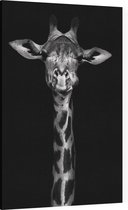 Giraffe op zwarte achtergrond - Foto op Canvas - 60 x 90 cm