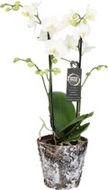 Orchidee van Botanicly – Vlinder orchidee in houten pot als set – Hoogte: 45 cm, 1 tak – Phalaenopsis Snow Flake