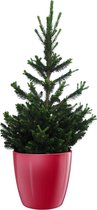 Picea Will's Zwerg - Kleine Kerstboom - Met Elho® Brussels Diamond Bloempot Red - 40cm