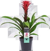 Decorum Guzmania - Kokerplant - Kamerplant - Hope Rood Wit - 60cm - ø13cm