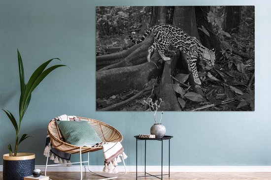 Peintures sur toile - Ocelot dans la jungle du Costa Rica en noir et blanc - 150x100 cm - Décoration murale