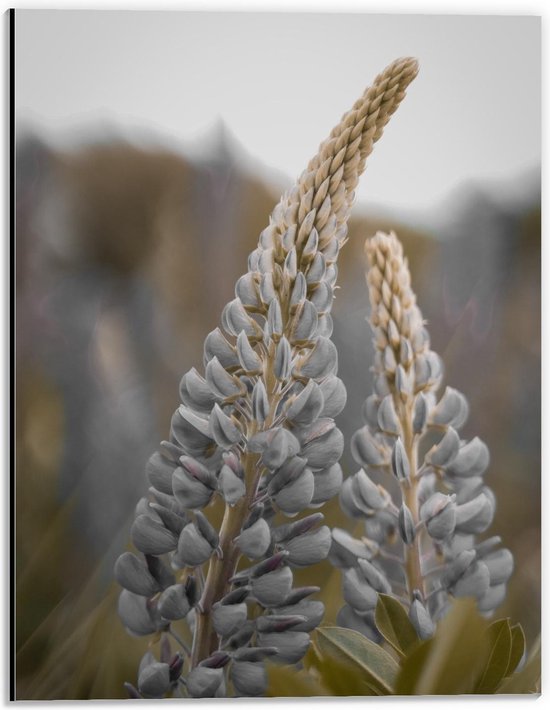 Dibond - Bremraap Plant - 30x40cm Foto op Aluminium (Wanddecoratie van metaal)