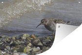 Tuindecoratie Paarse strandloper opzoek naar voedsel - 60x40 cm - Tuinposter - Tuindoek - Buitenposter