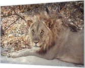 Wandpaneel Mannetjes Leeuw Liggend  | 120 x 80  CM | Zilver frame | Wandgeschroefd (19 mm)