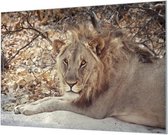 Wandpaneel Mannetjes Leeuw Liggend  | 100 x 70  CM | Zwart frame | Wandgeschroefd (19 mm)
