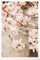 JUNIQE - Poster Magnolias 1 -30x45 /Bruin & Ivoor