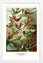 JUNIQE - Poster in houten lijst Haeckel - Hummingbirds and Trochilidae