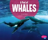 Animal Groups - A Pod of Whales