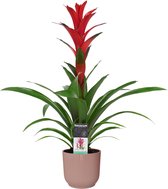 Bloem van Botanicly – Guzmania in roze ELHO plastic pot als set – Hoogte: 60 cm – Guzmania Ostara