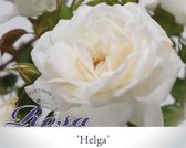 Rosa 'Helga' - 090 cm stam