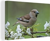 Un hawfinch coloré se dresse parmi les fleurs blanches Toile 180x120 cm - Tirage photo sur Toile Peinture (Décoration murale salon / chambre) XXL / Groot format!