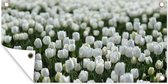 Wanddecoratie buiten Een gebied van witte tulpen in de lente - 160x80 cm - Tuindoek - Buitenposter