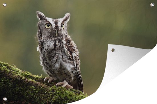 Tuinposters buiten Steenuil tegen een onscherpe groene achtergrond - 90x60 cm - Tuindoek - Buitenposter