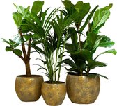 Kamerplanten van Botanicly – 3 × Goudspalm in gouden metaal pot als set – Hoogte: 102 cm – Dypsis lutescens