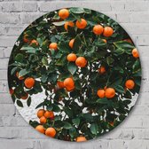 Muurcirkel ⌀ 80 cm - Orange tree - Aluminium Dibond - Landschappen - Rond Schilderij - Wandcirkel - Wanddecoratie