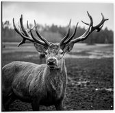 Dibond - Aankijkend hert (zwart/wit) - 50x50cm Foto op Aluminium (Met Ophangsysteem)