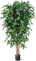 Ficus Exotica Deluxe 180cm groen