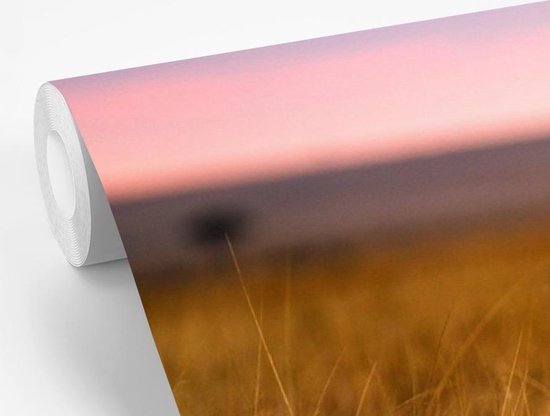 Papier peint - Papier peint photo Papier peint photo - Savane - Herbe - Largeur 415 cm x hauteur 300 cm
