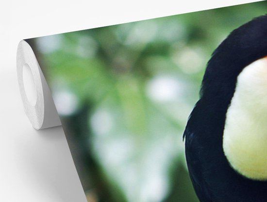 Papier peint Papier peint photo en vinyle - Toucan dans un zoo de New York largeur 330 cm x hauteur 240 cm - Tirage photo sur papier peint (disponible en 7 tailles)