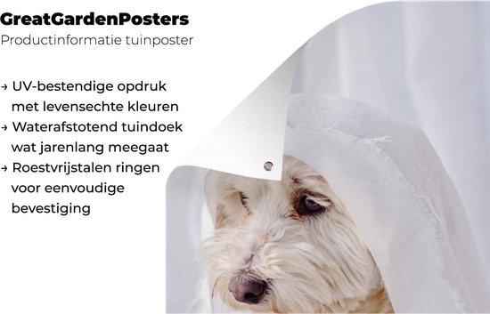 Un chien maltais blanc regardant par la fenêtre. Affiche de jardin 60x90 cm - Toile de jardin / Toile d'extérieur / Peintures d'extérieur (décoration de jardin)