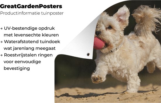 Un chien maltais avec une boule rouge Affiche de jardin 180x120 cm - Toile de jardin / Toile d'extérieur / Peintures d'extérieur (décoration de jardin) XXL / Groot format!