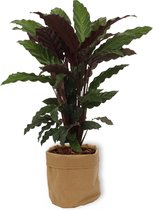 Kamerplant Calathea Wavestar - ± 60cm hoog – 19cm diameter - in bruine katoenen sierzak
