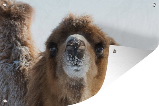 Tuinposter - Tuindoek - Tuinposters buiten - Close-up kameel in sneeuw Mongolië - 120x80 cm - Tuin