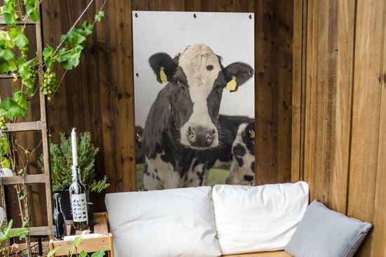 Gros plan de veau avec des étiquettes auriculaires jaunes 80x120 cm