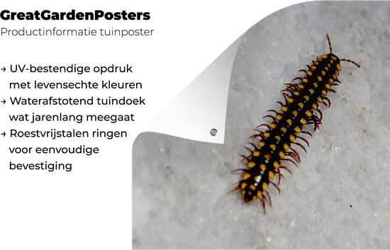 Affiche jardin Centipede - Centipede noir à pois jaune Affiche jardin toile lâche 160x120 cm - Toile jardin/Toile d'extérieur/ Peintures pour l'extérieur (décoration jardin) XXL / Groot format !