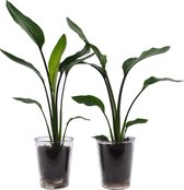 2x Strelitzia in mooie glazen potten | Prachtige en leuke Strelitzia kamerplanten | Je eigen tropische plant in huis | Heerlijk jungle gevoel | Ø 12 cm - Hoogte 35 cm (waarvan +/- 25 cm plant