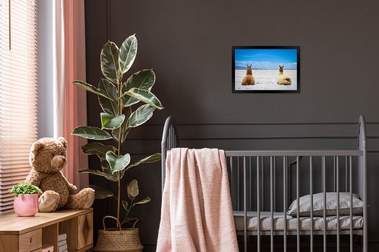 Photo en cadre - Lamas au repos sur un cadre photo uni sable noir sans passe-partout 30x20 cm - Affiche sous cadre (Décoration murale salon / chambre)