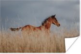 Poster Paard - Lucht - Gras - 180x120 cm XXL