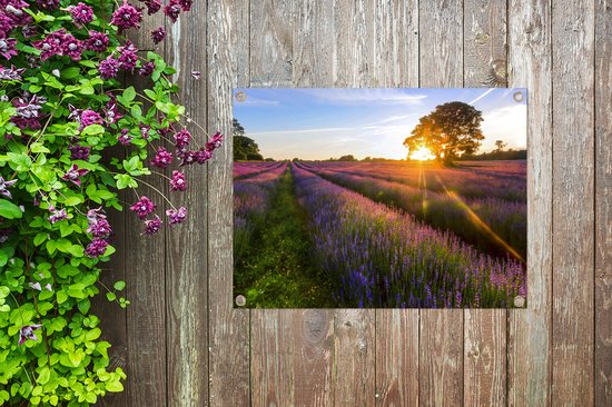 Tuin decoratie De zon komt langzaam op in het paarse lavendelveld