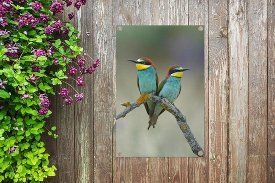 Deux adorables guêpiers regardent l'autre. Poster de jardin 40x60 cm - petit - Toile de jardin / Toile d'extérieur / Peintures d'extérieur (décoration de jardin)