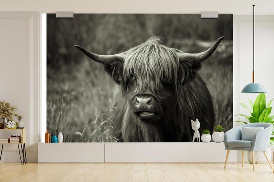 Papier peint - Papier peint photo Scottish Highlander - Portrait - Zwart - Wit - Largeur 360 cm x Hauteur 240 cm