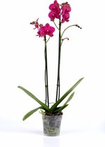 Fleurdirect - Phalaenopsis - 70 Cm - Ø 12 - 1 Stuks