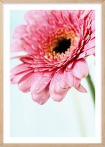 Poster Met Eiken Lijst - Daisy Gerbera Flower Poster