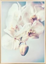 Poster Met Metaal Gouden Lijst - Orchideeën Bloemen Poster