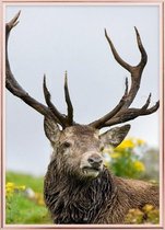 Affiche avec cadre en métal rose - Affiche de cerf écossais (50x70cm)