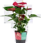 Decorum Anthurium Michigan - Kamerplant - Flamingoplant - 60cm