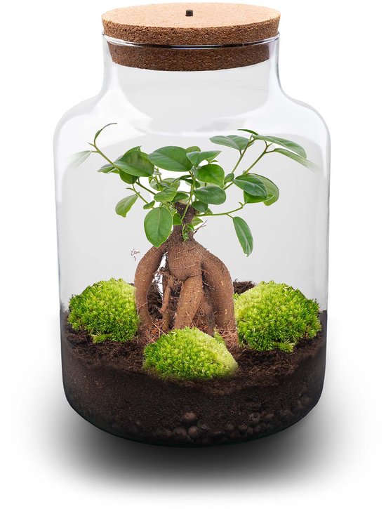 Terrarium Plantes avec bonsaï Ficus Ginseng - ↑ 30 cm - Ø 21 cm - plant écosystémique en pot de verre - Bouteille - Jardin en bouteille