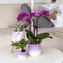 Paarse phalaenopsis orchidee in een paars-witte pot, naast een cactus en kleine groene plant.