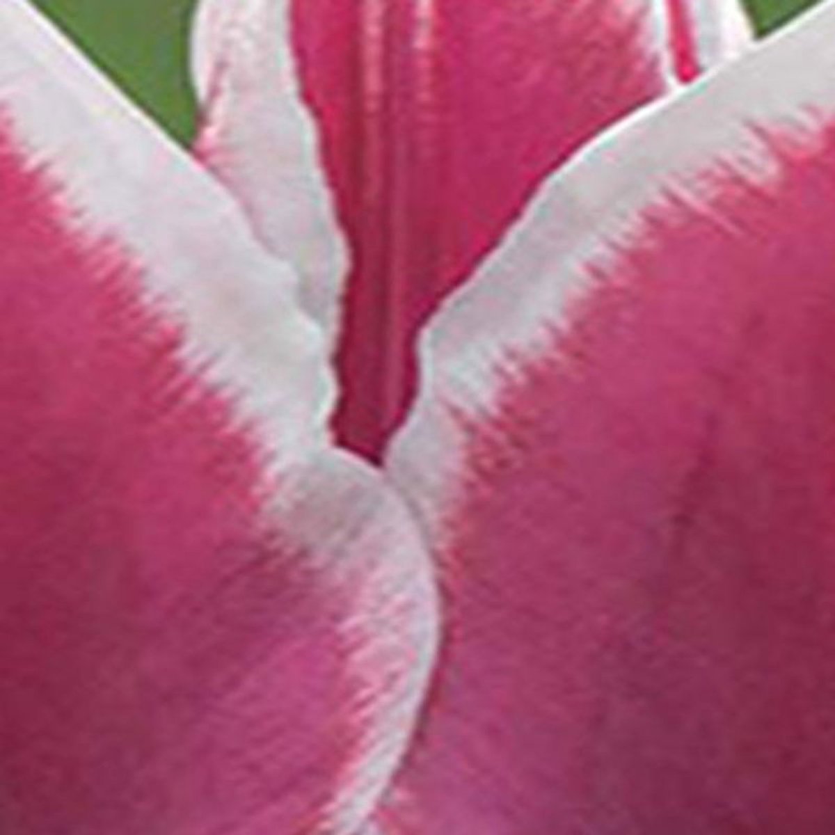 Jub - Tulipa Claudia, 8 bloembollen