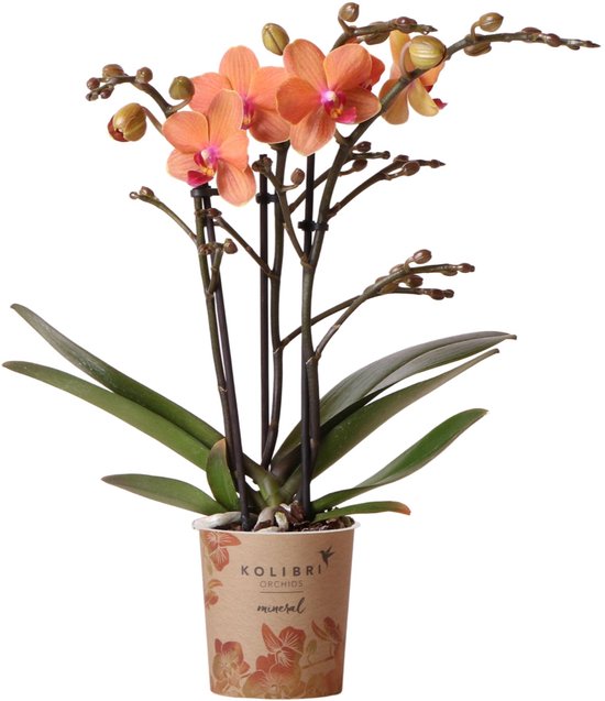 Kolibri Orchids | Oranje Phalaenopsis orchidee - Mineral Bolzano - potmaat Ø9cm | bloeiende kamerplant - vers van de kweker