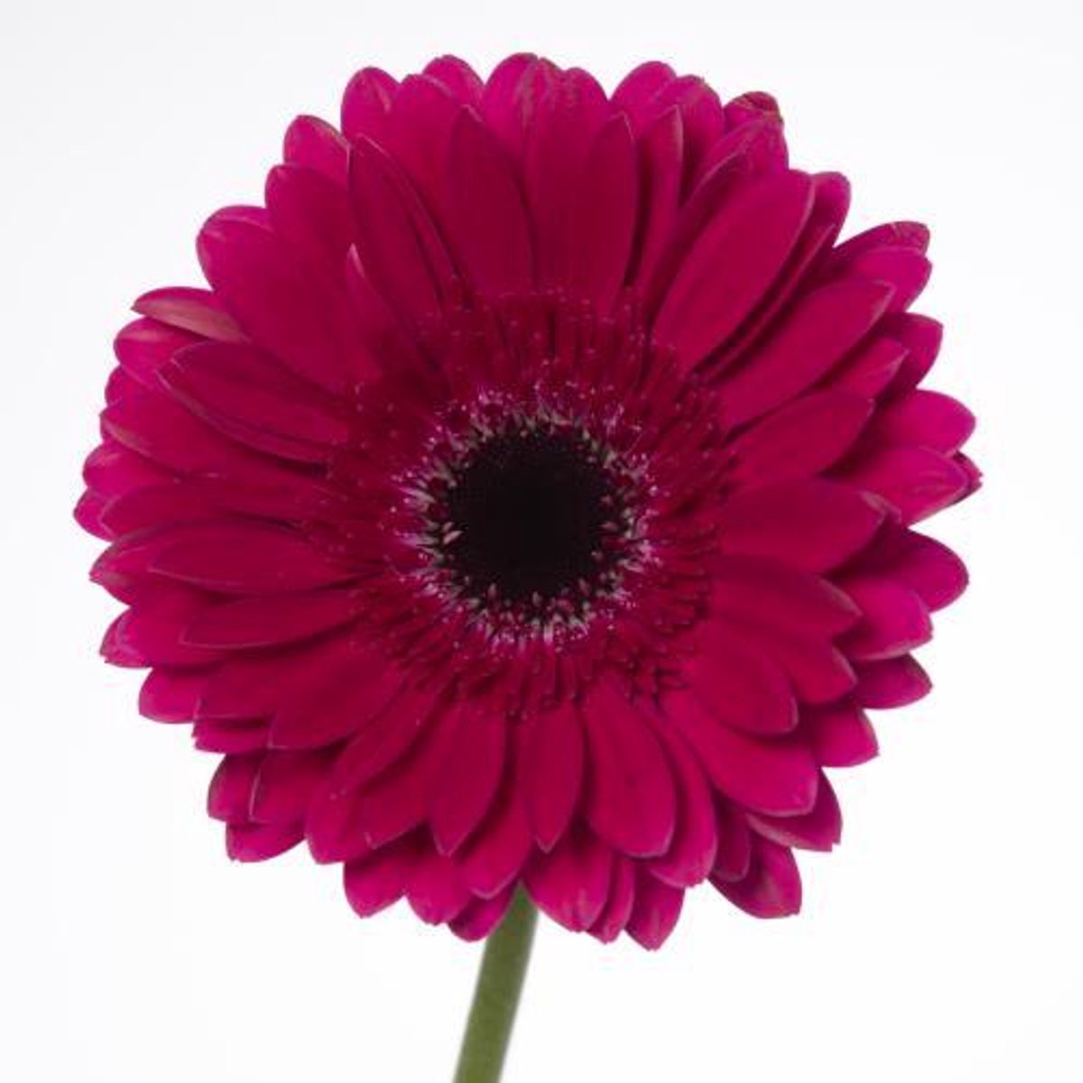 45x Gerbera passoa(zh) 70cm
