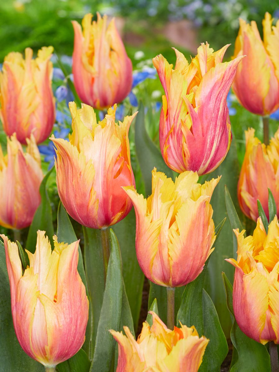 10x Tulpen 'Flaming memory' - BULBi® Bloembollen met bloeigarantie