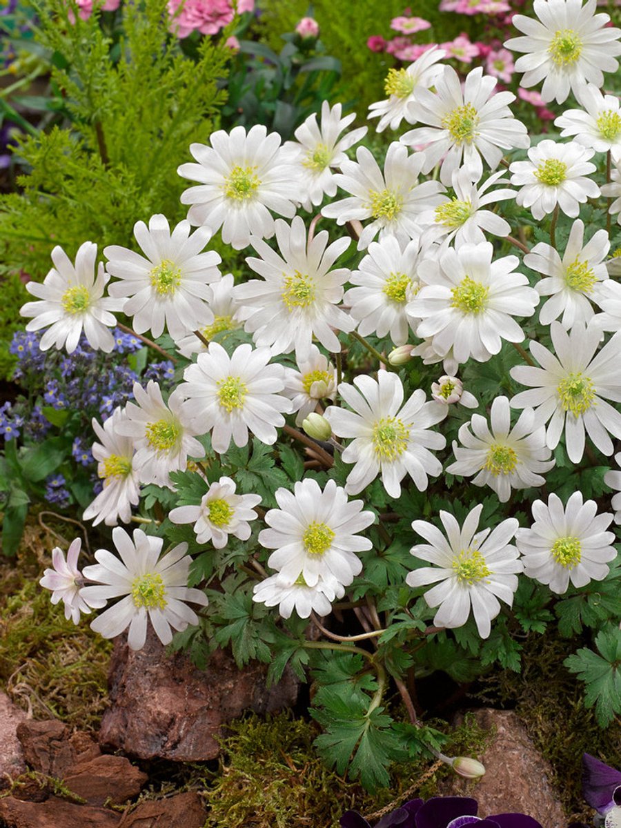 15x Anemoon 'White splendour blanda' - BULBi® Bloembollen met bloeigarantie